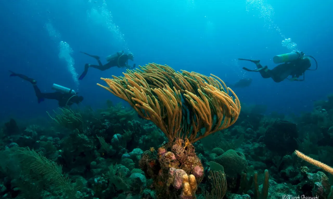 Diving in Southern Belize: Plan a Glover’s Reef Stay at Isla Marisol Resort, Belize