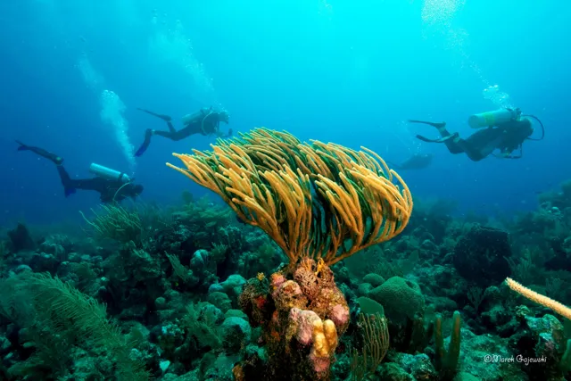 Divers coral garden — Isla Marisol Resort, Belize