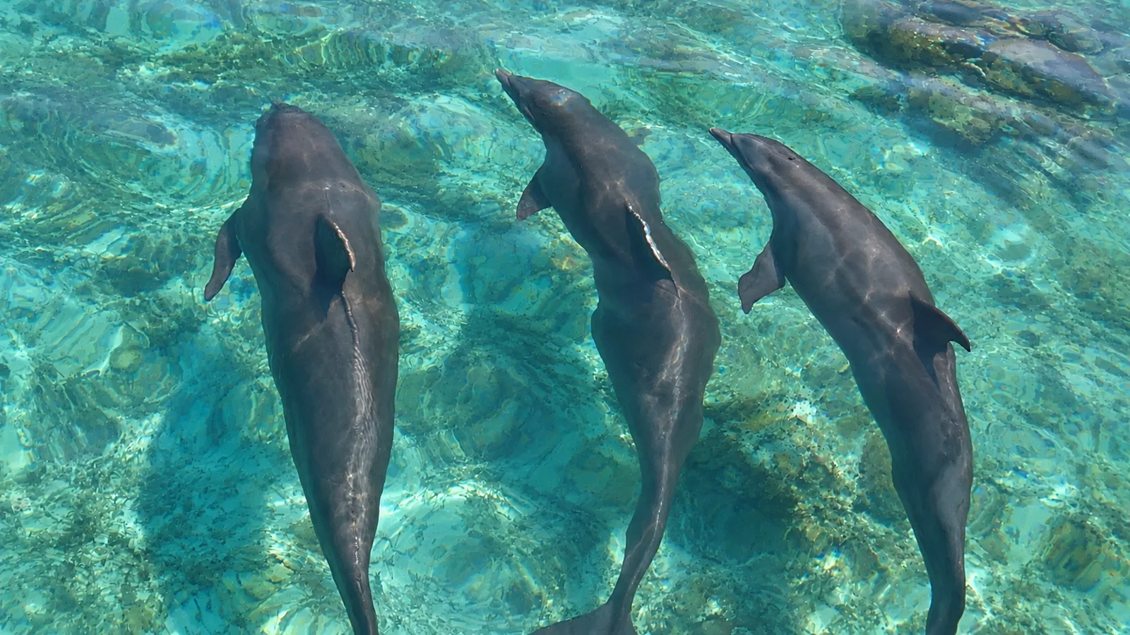 Dolphin Tour at Isla Marisol Resort, Belize