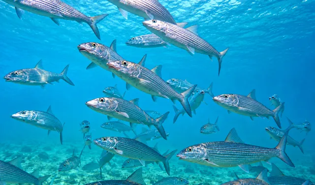 School of silver fish in clear blue water