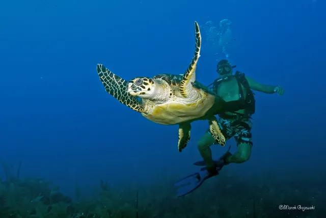 Sea turtle and diver — Isla Marisol Resort, Belize