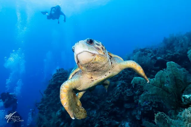 Sea turtle reef — Isla Marisol Resort, Belize